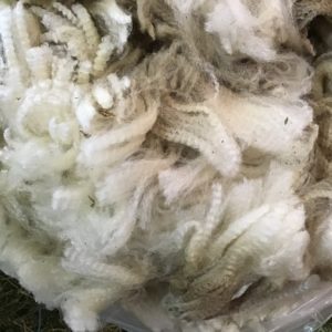Tamora Farm Breed Wool